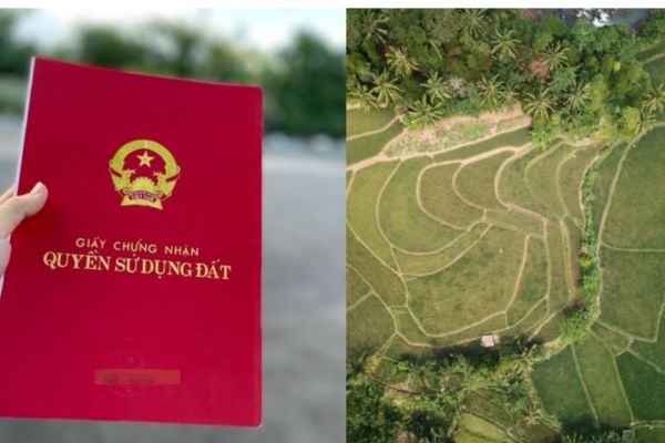sổ đỏ đất lâm nghiệp