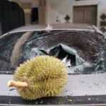 quả cây rơi vỡ kính ô tô