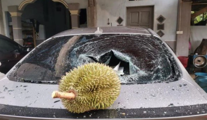quả cây rơi vỡ kính ô tô