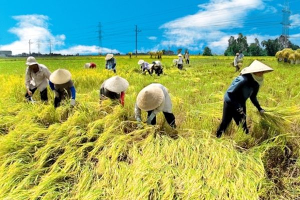 Đất ruộng